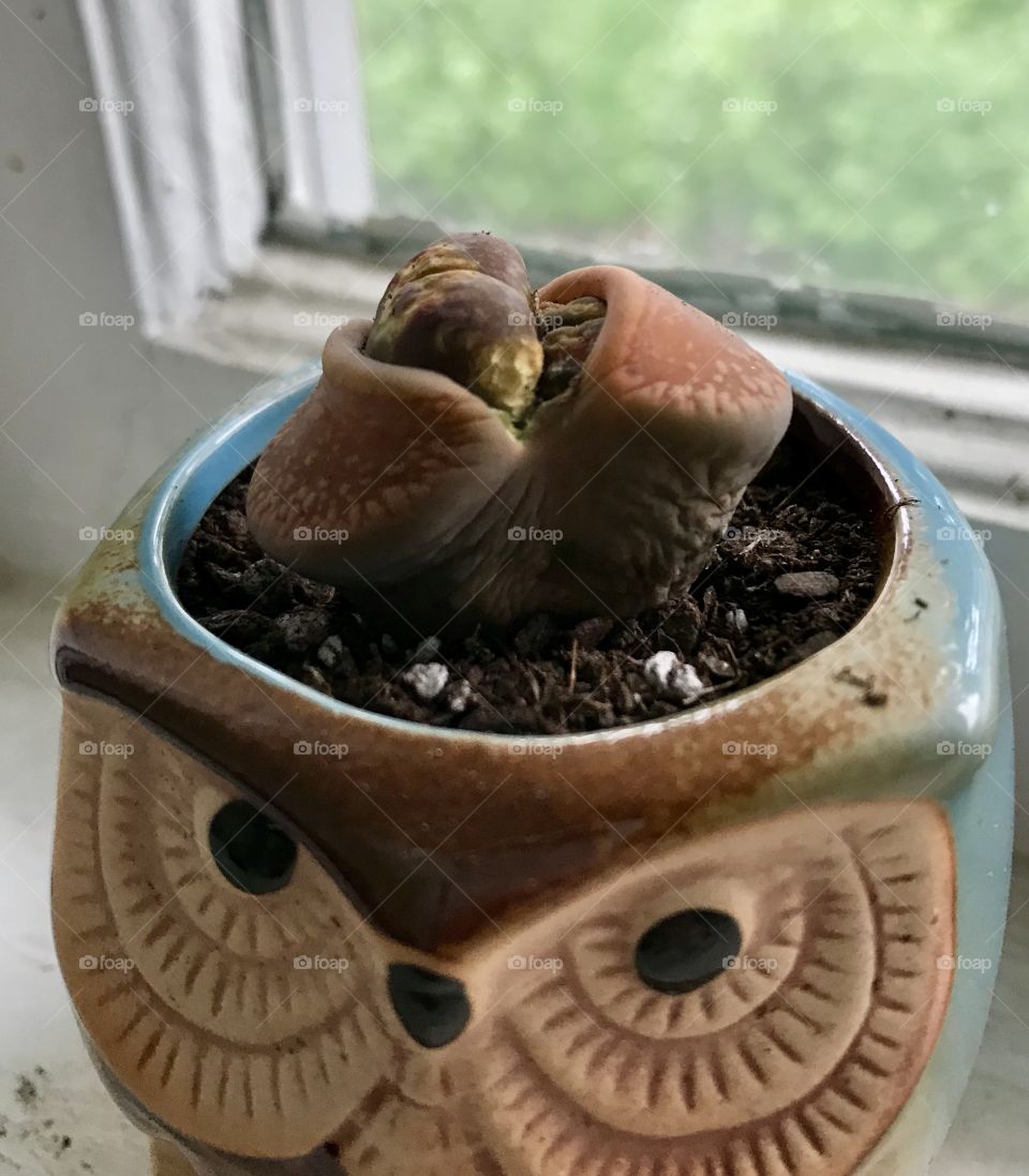 Lithops plant in owl planter  