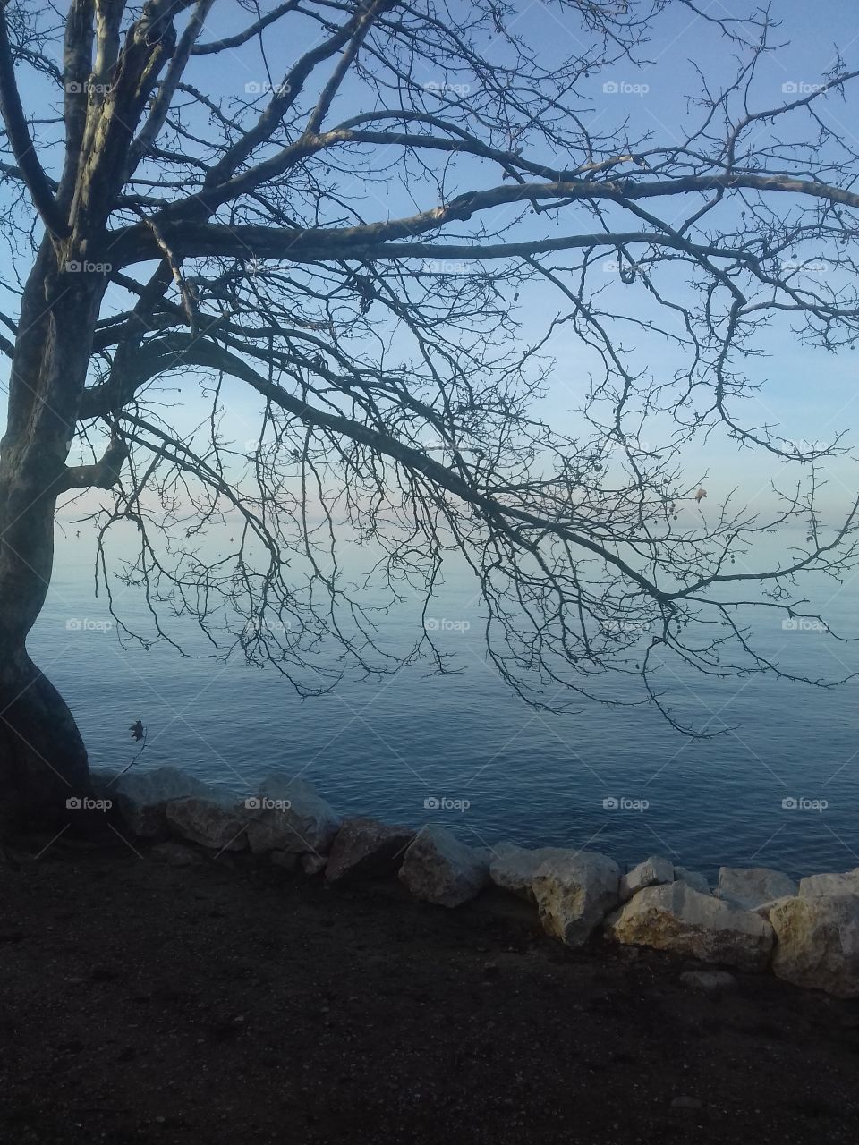 garda lake tree