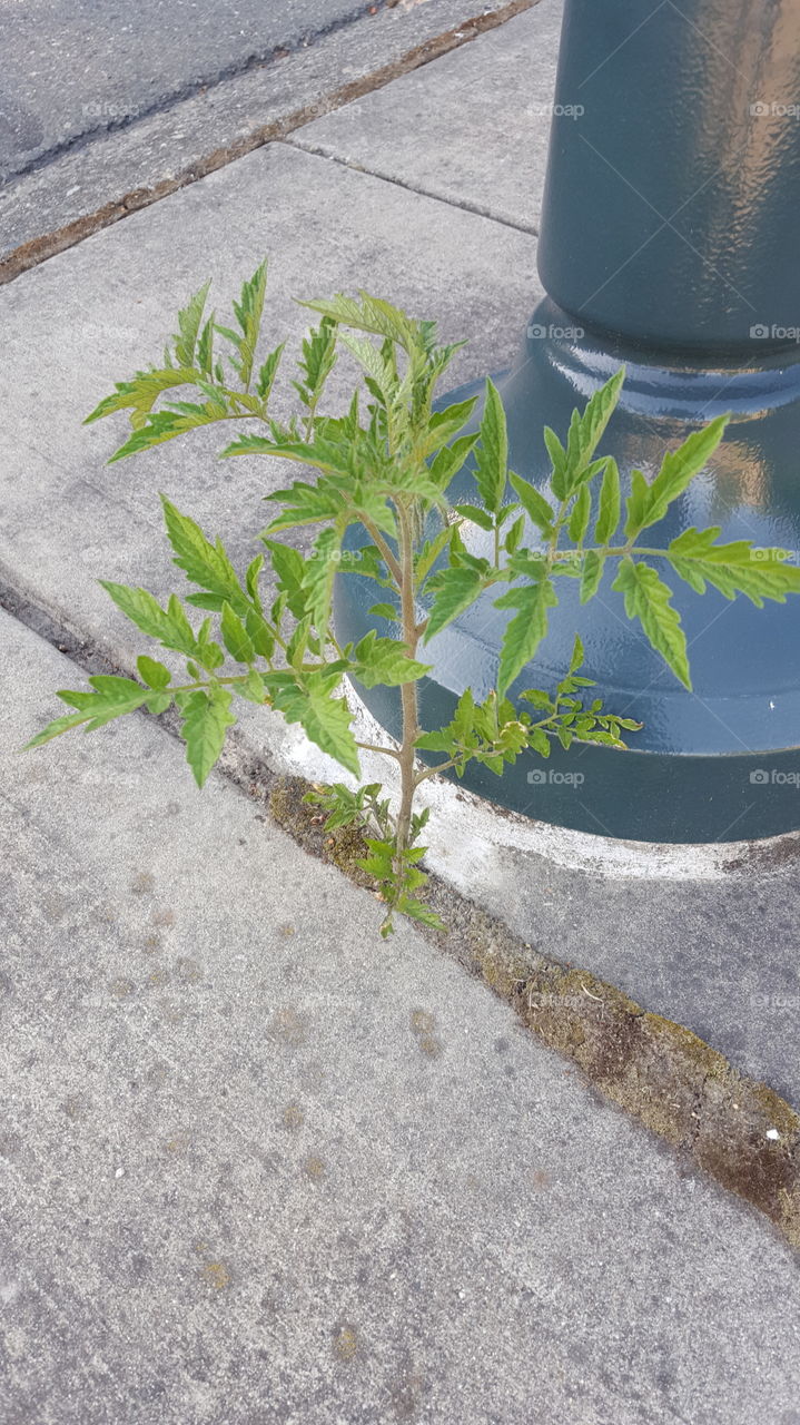 sidewalk tomato