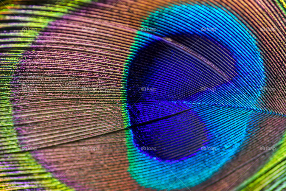 Beautiful exotic peacock feather. Close up of a peacock feather