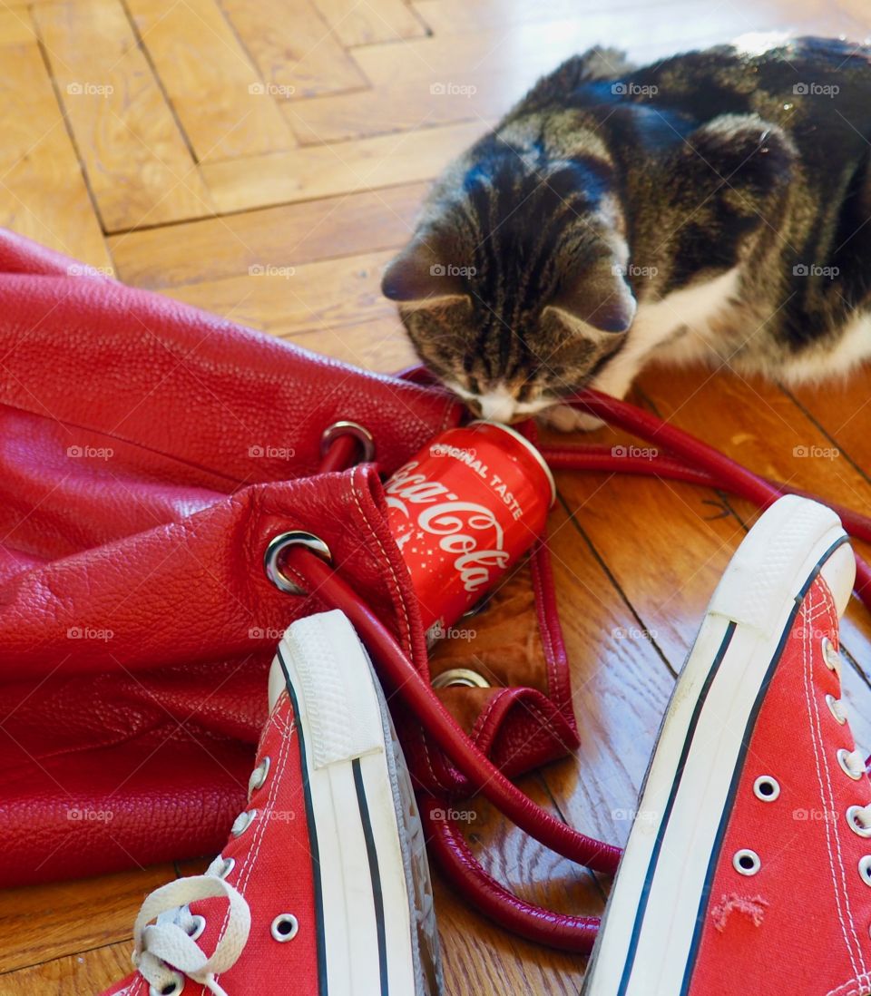 Cat sniffing Coca Cola can in red bag next to person in red sneakers on hardwood floor.