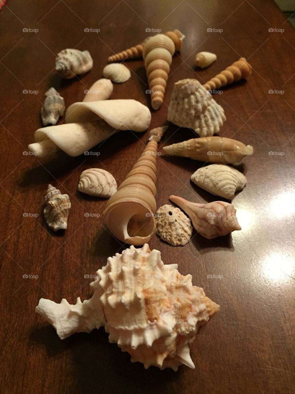 Group of shells