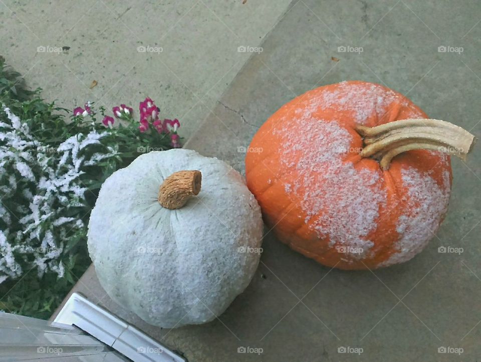 Snow Capped Pumpkins