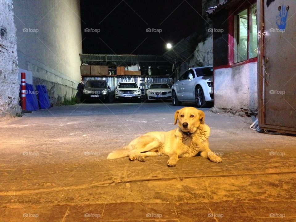 Dog, People, Portrait, Street, Mammal