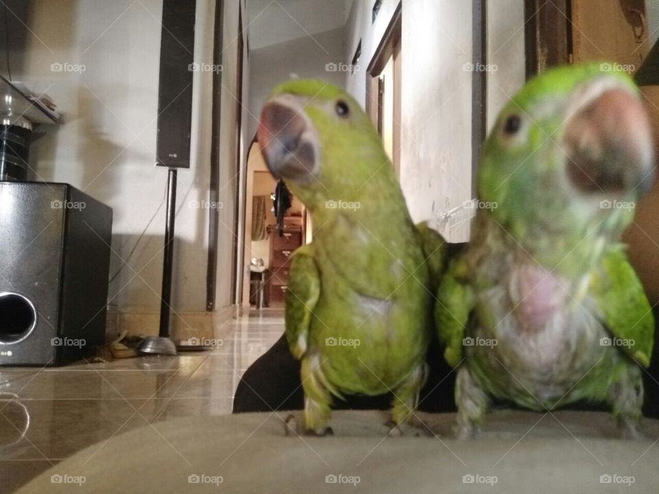 Twins parrot 