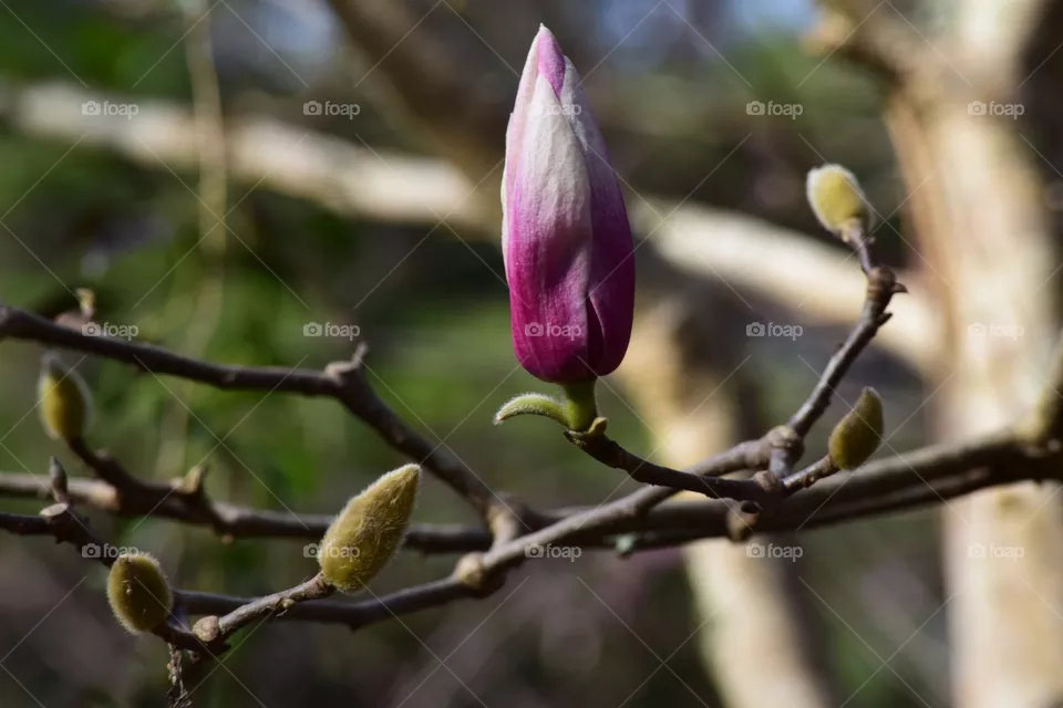 Single Bud