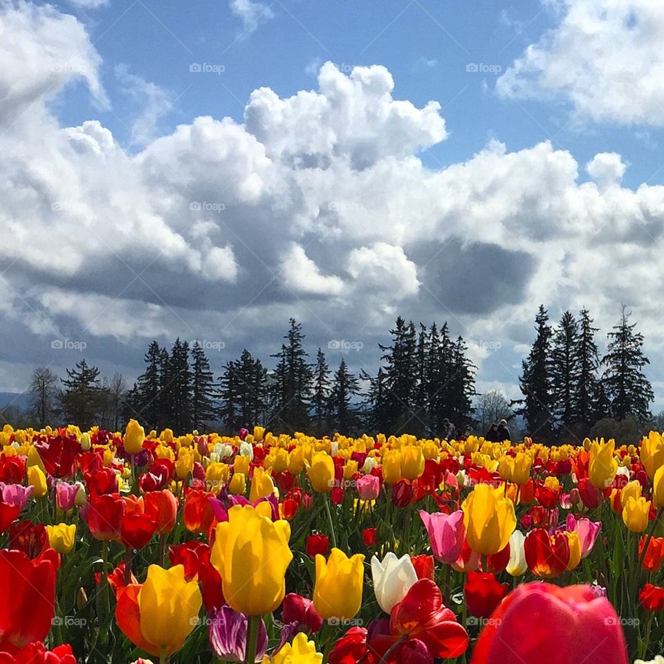 Field of Color. Beautiful field of tulips