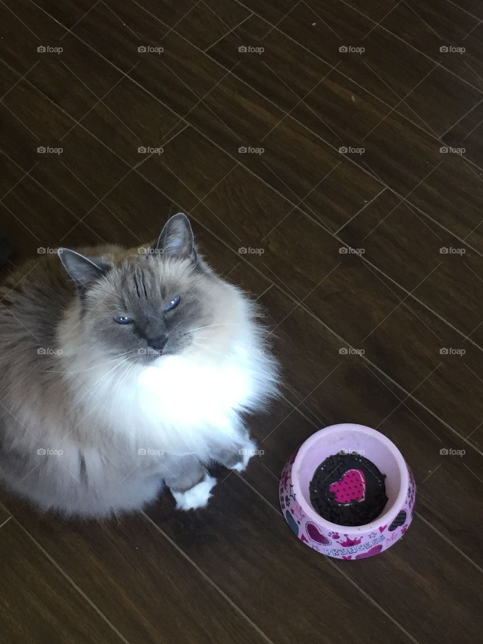 A funny picture of my cute ragdoll cat, she’s mad at me because her bowl is half empty