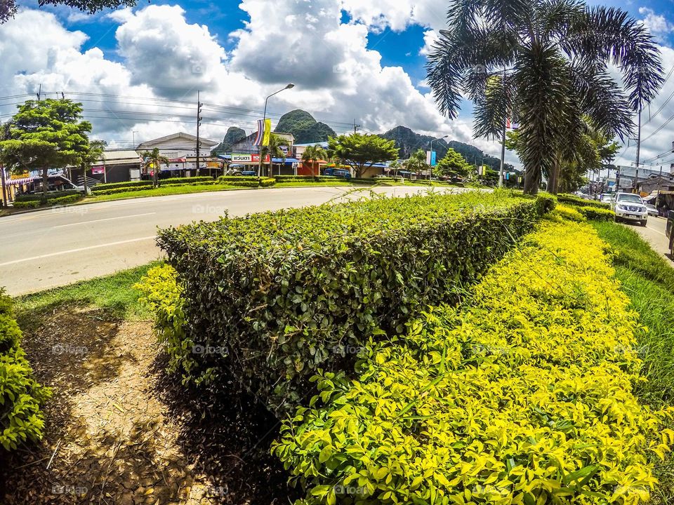 Garden, No Person, Flower, Tree, Nature