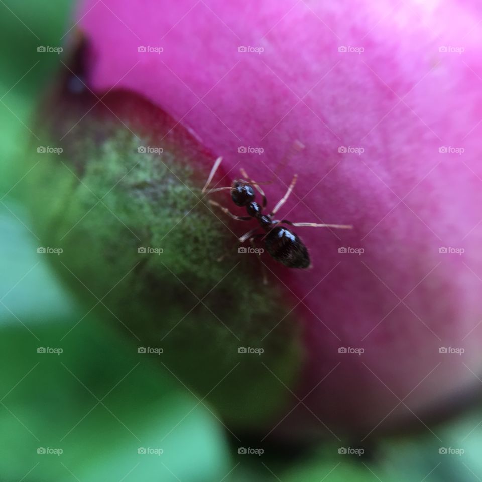 Ant on peony 