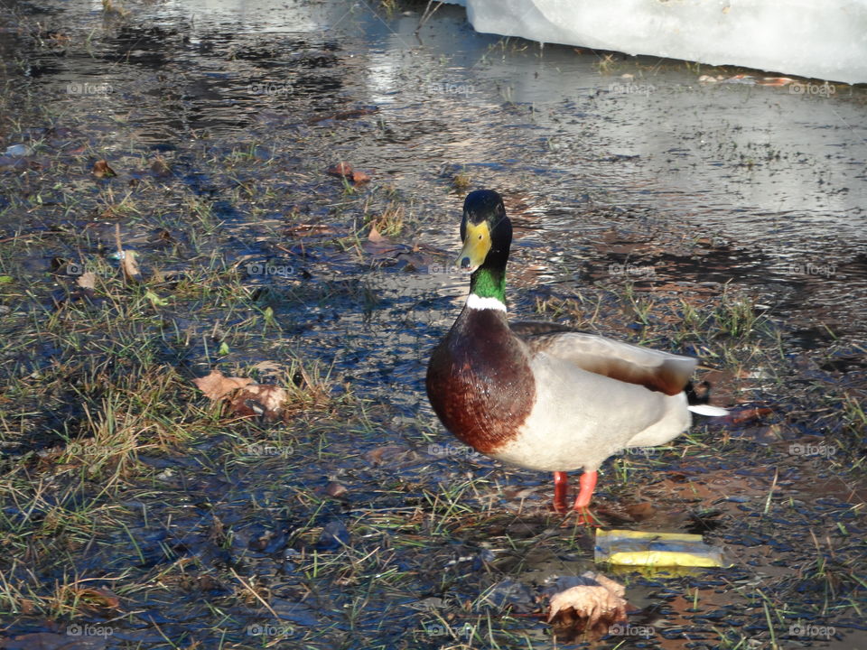Duck in the stream. duck eating while posing