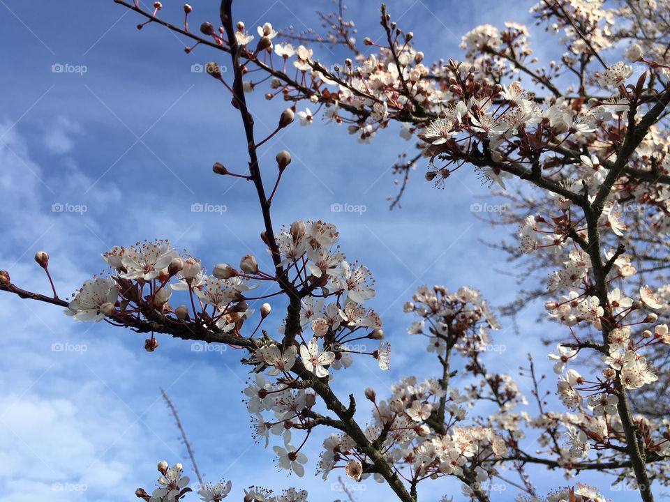 Apple blossoms blooming on tree