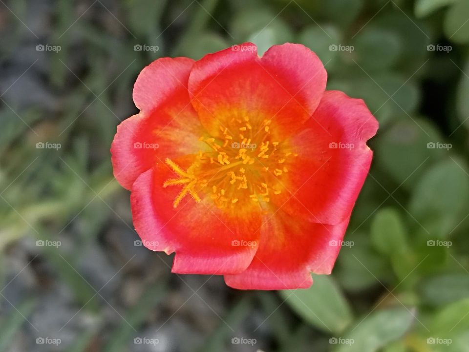 colour red lights up with green as if in the center sitting a beautiful queen