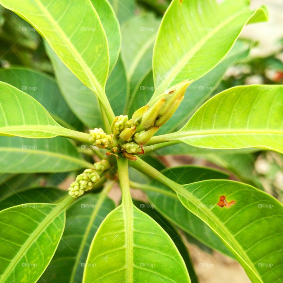 The beauty of mango tree during flowering stage