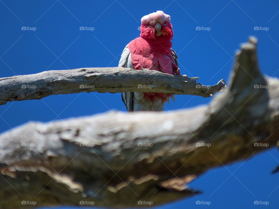 Pink bird