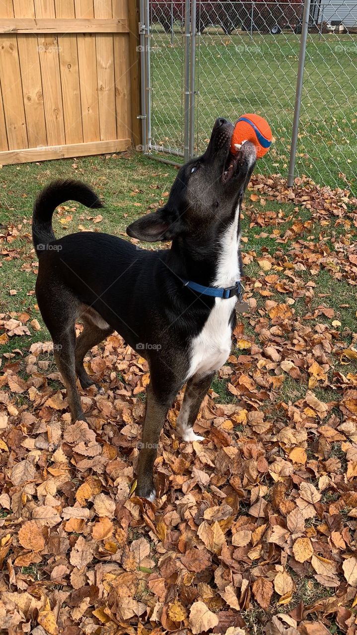 fall leaves black dog blue eyes playing ball