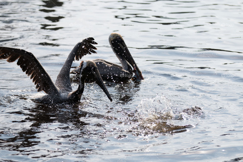 Water, Bird, No Person, Wildlife, Swimming