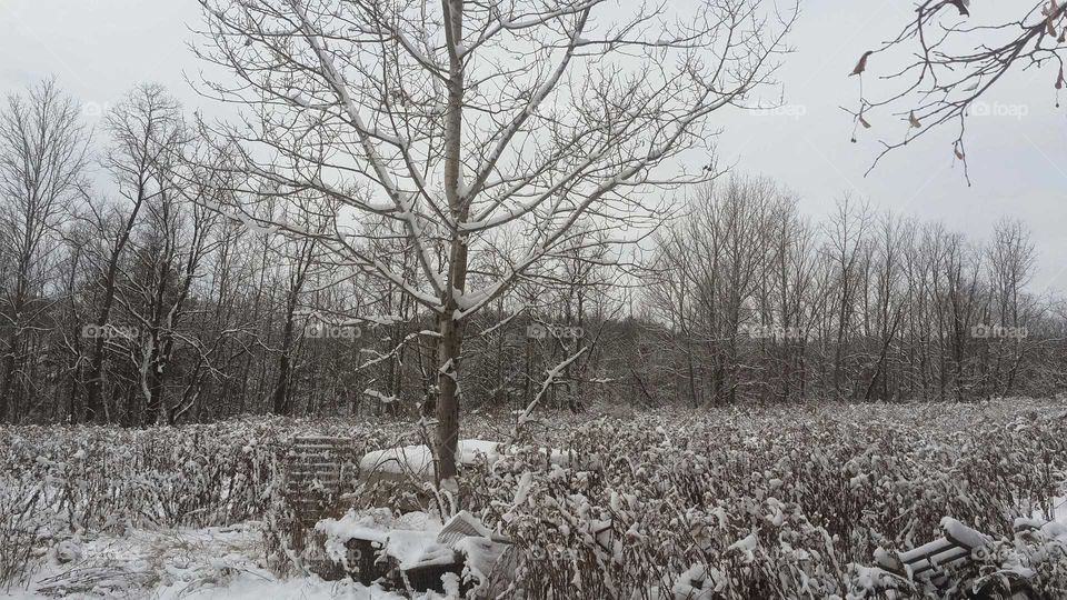 Snowy Trees
