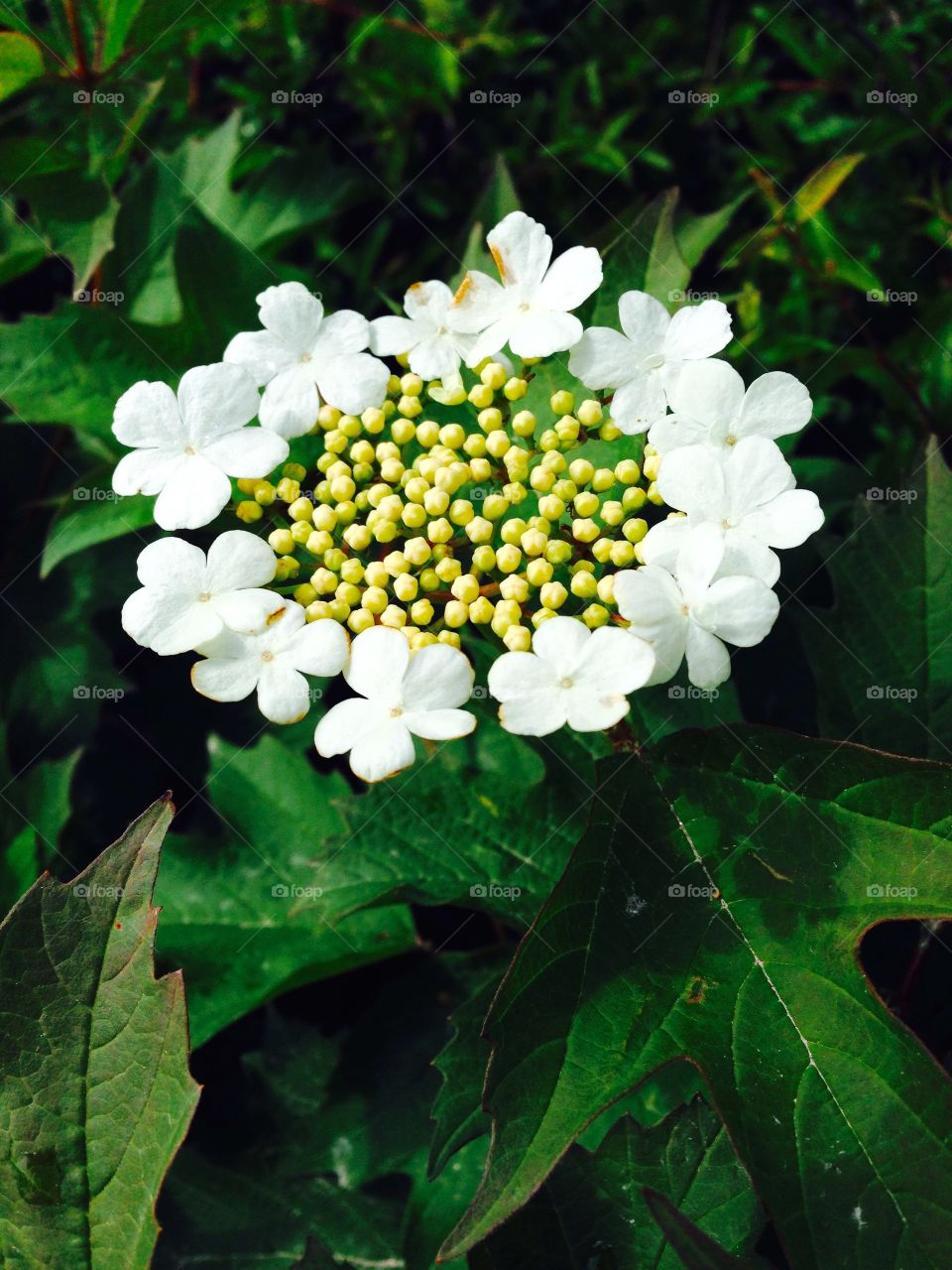 Guelder-rose