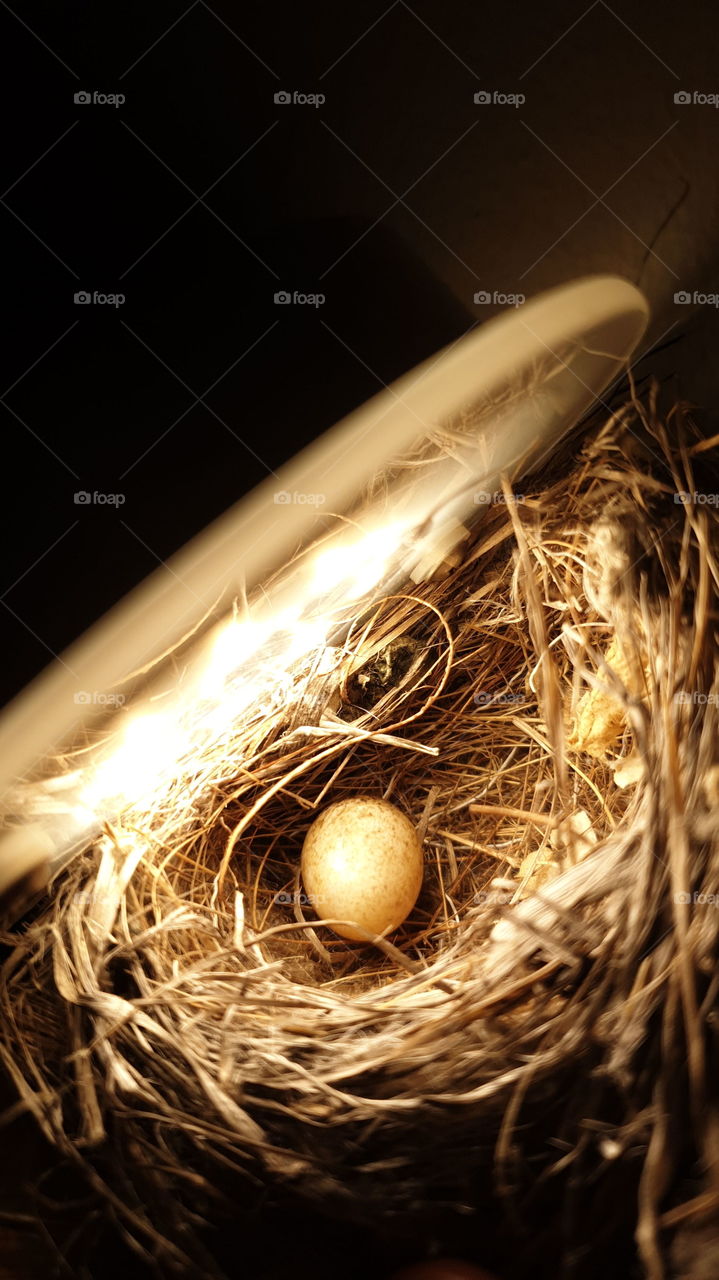 huevo incubado con luz luz huevo pájaro nido aninales