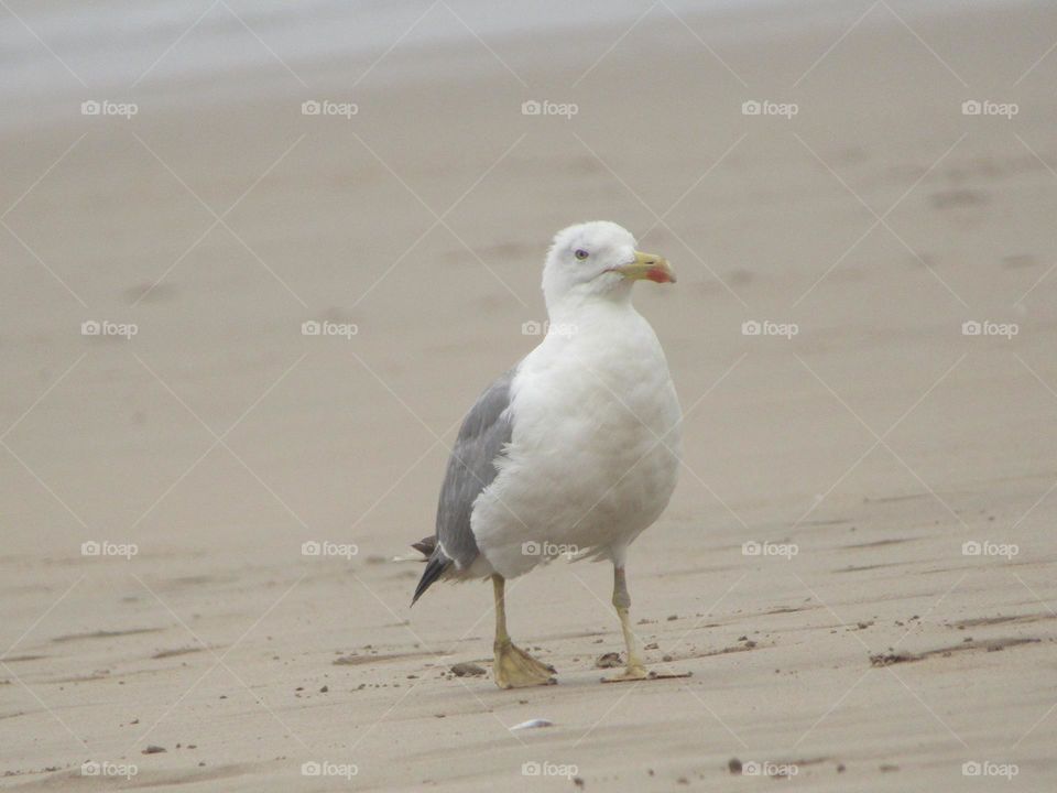 stork over the beach