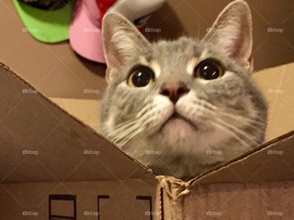 Cat Out of the Box