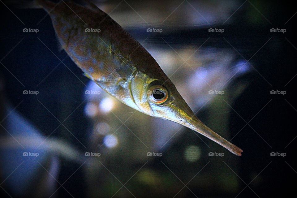 This is a fish with a long nose diving down in the water in the aquarium at the Newport Aquarium in Kentucky.
