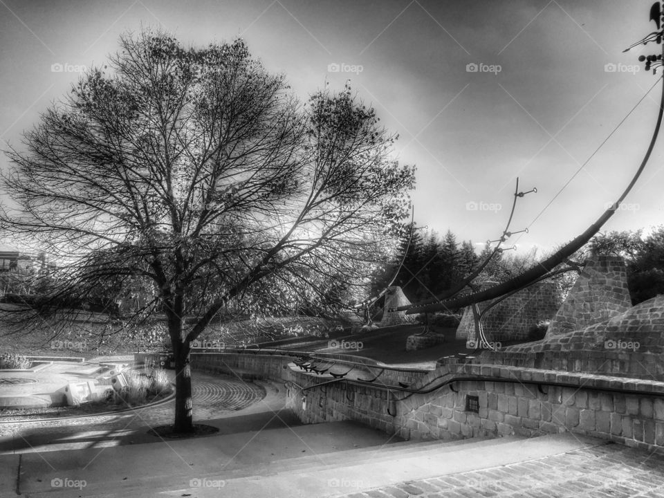 Black and white,tree,park 