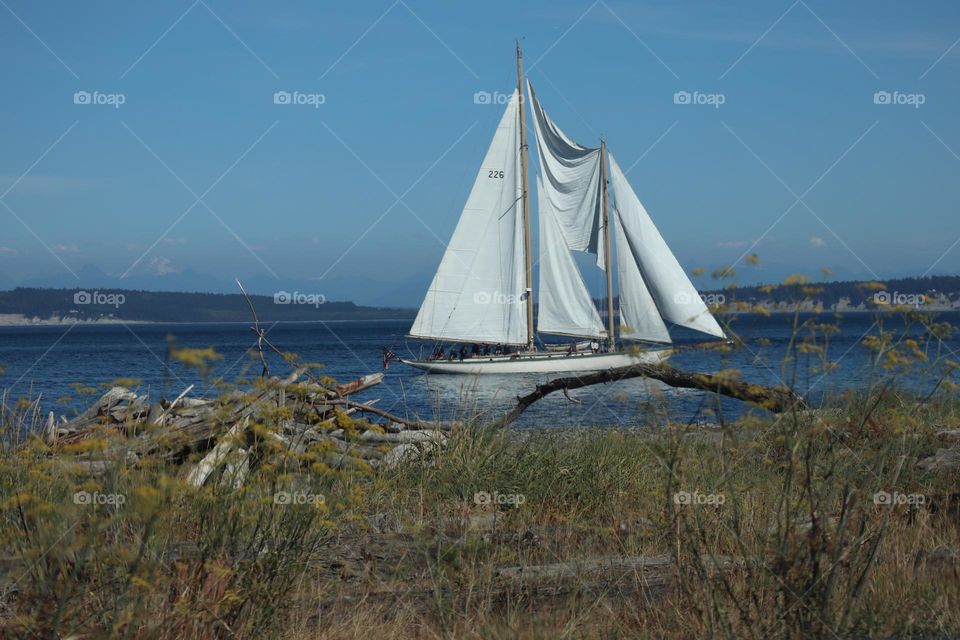 Sailboat at Port Townsend