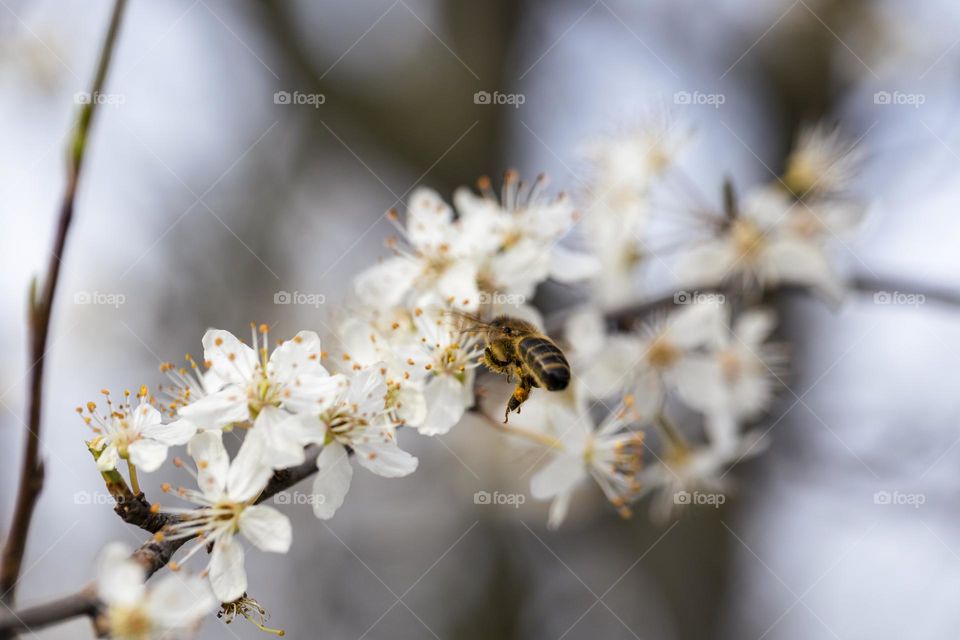 a portrait of the first bee I saw this year flying towards a white blossom flower to collect some pollen.