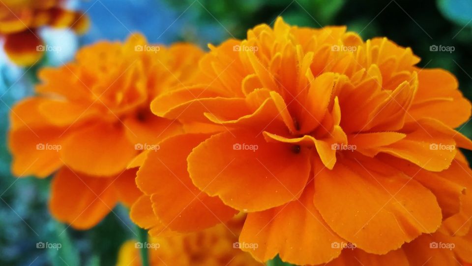 beautiful orange flower 