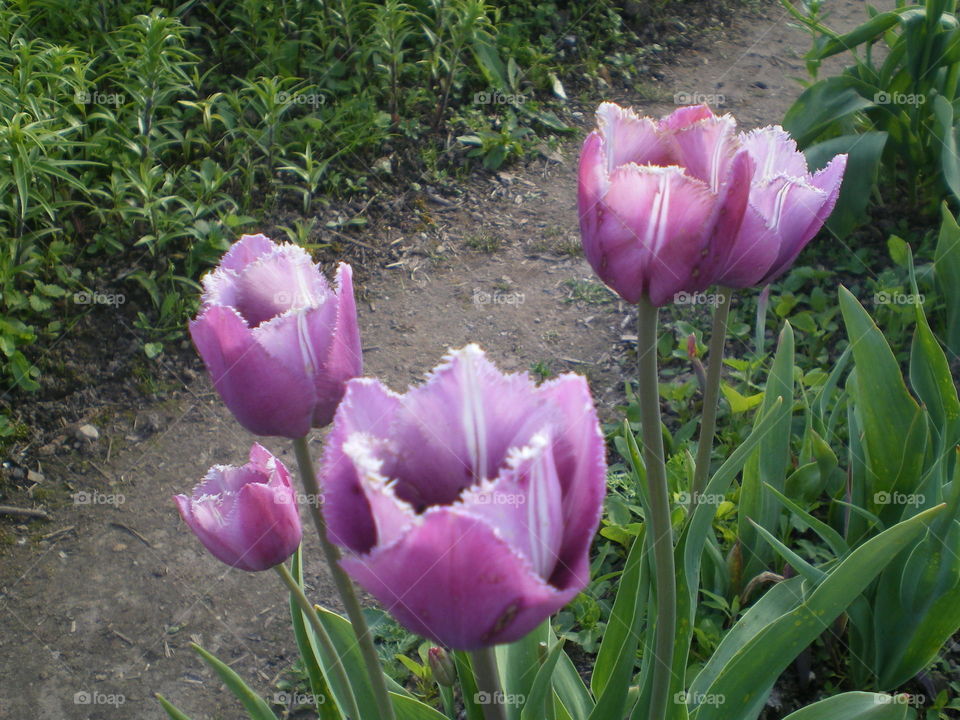 Purple tulip flowers in bloom