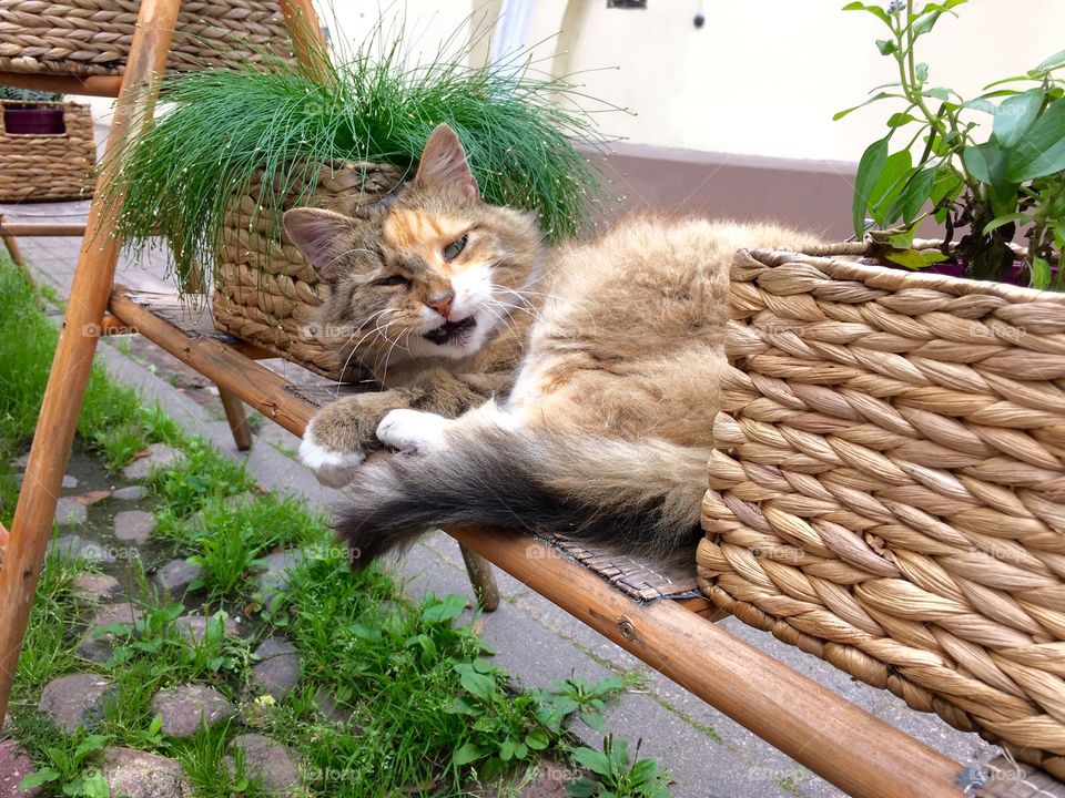 Basket, Nature, Garden, No Person, Wood