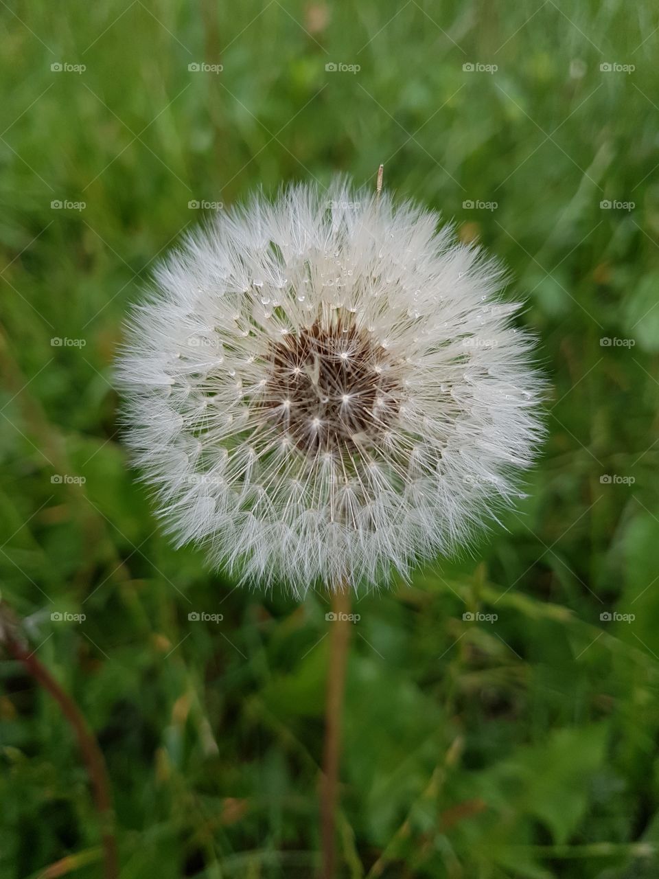 dandelion