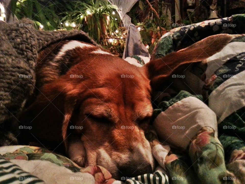 Snugly Warm Beagle