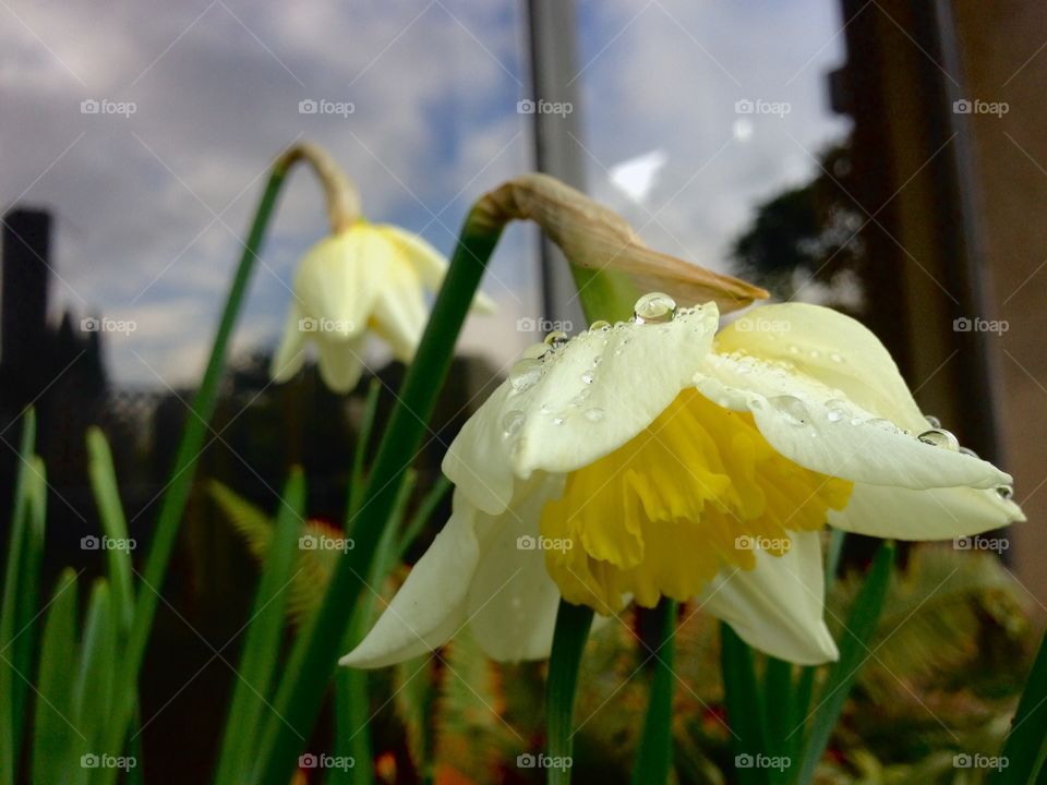 Daffodils white and yellow 