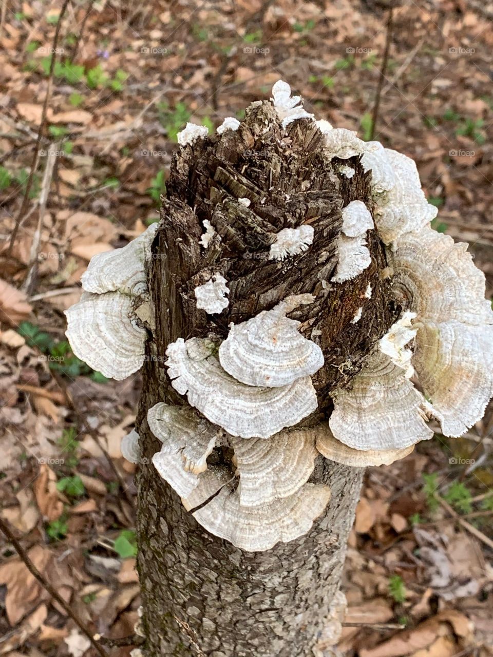 Fungi in nature 