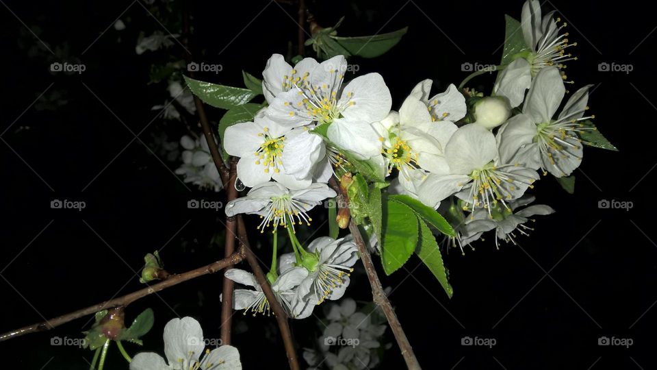 Flowering branch of cherry.