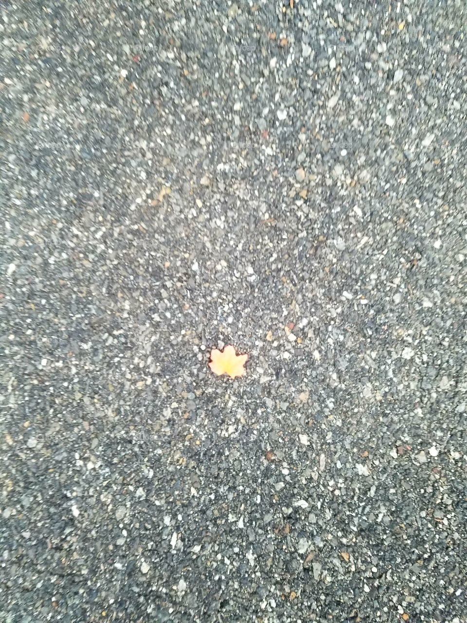 Leaf on the gravel