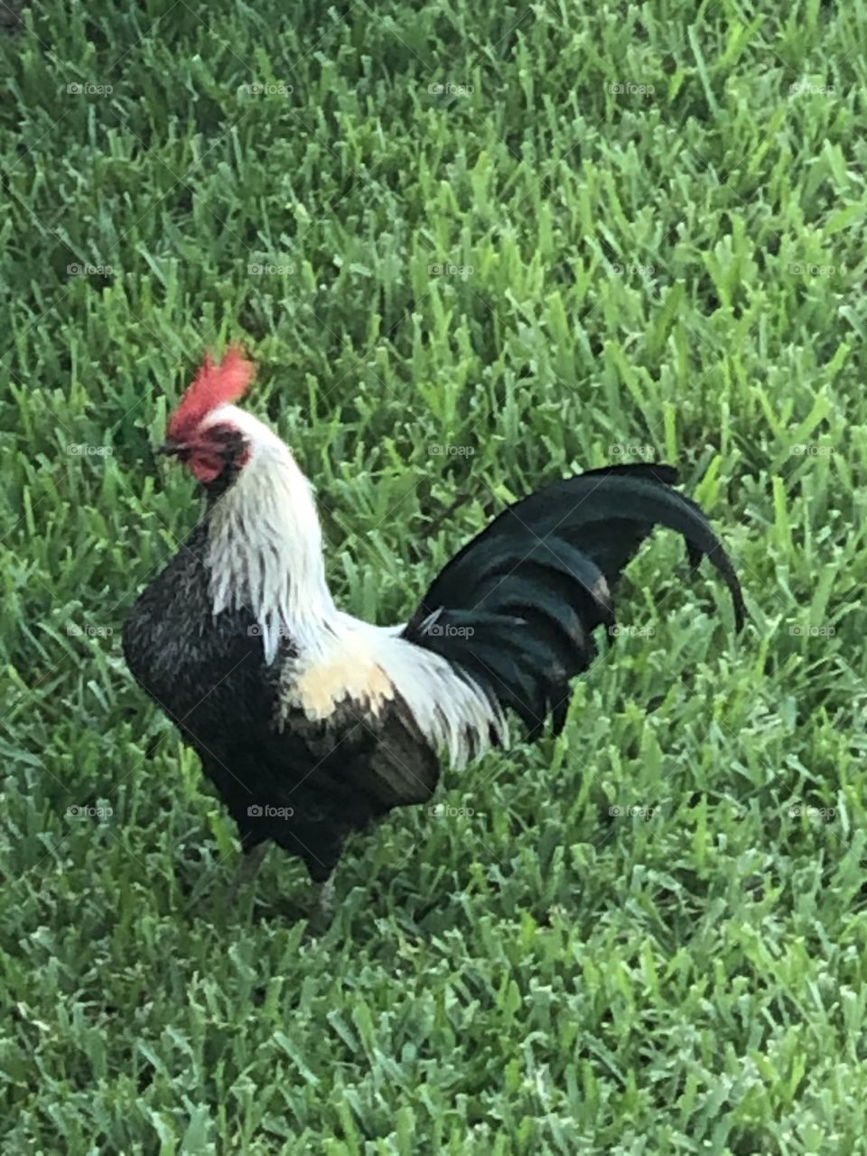 Florida Keys Rooster