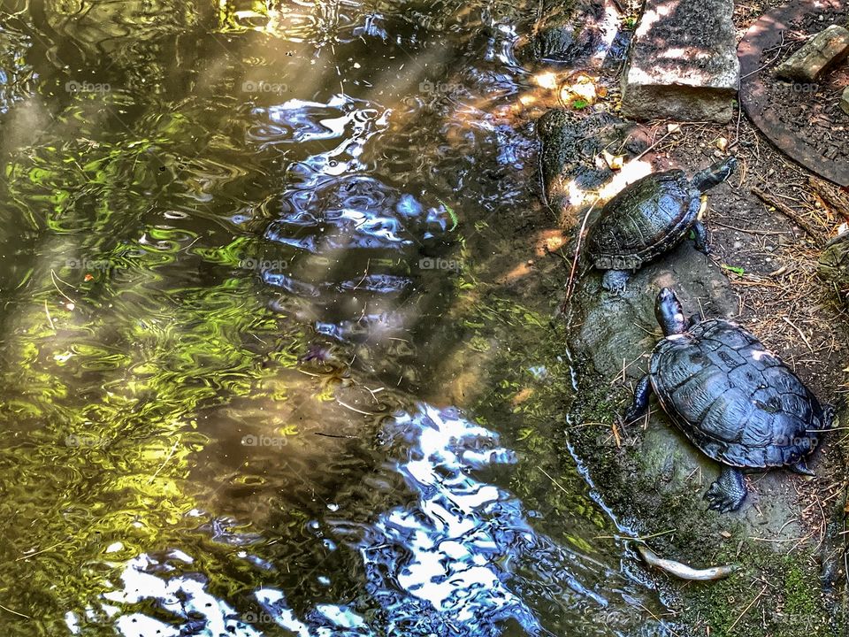 Two turtles near the pond 
