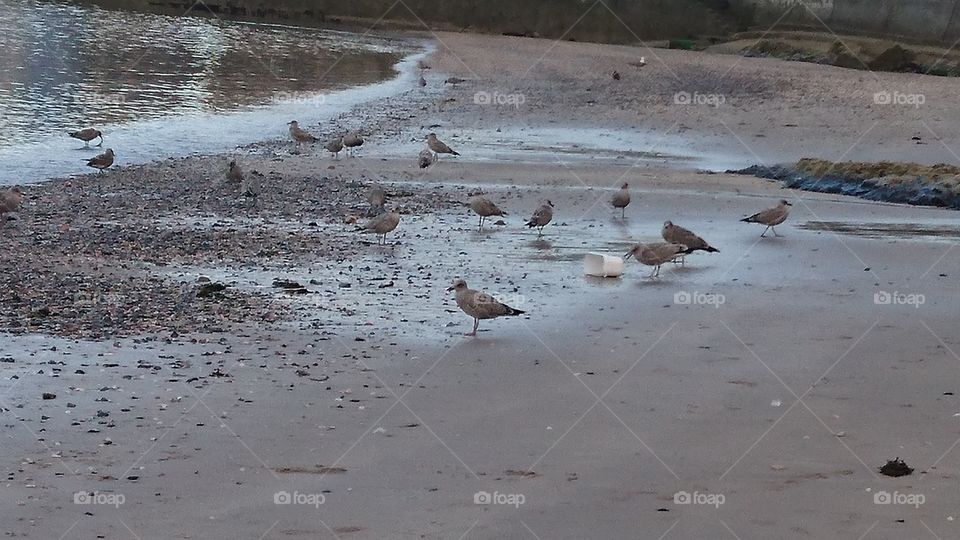 seagull gathering