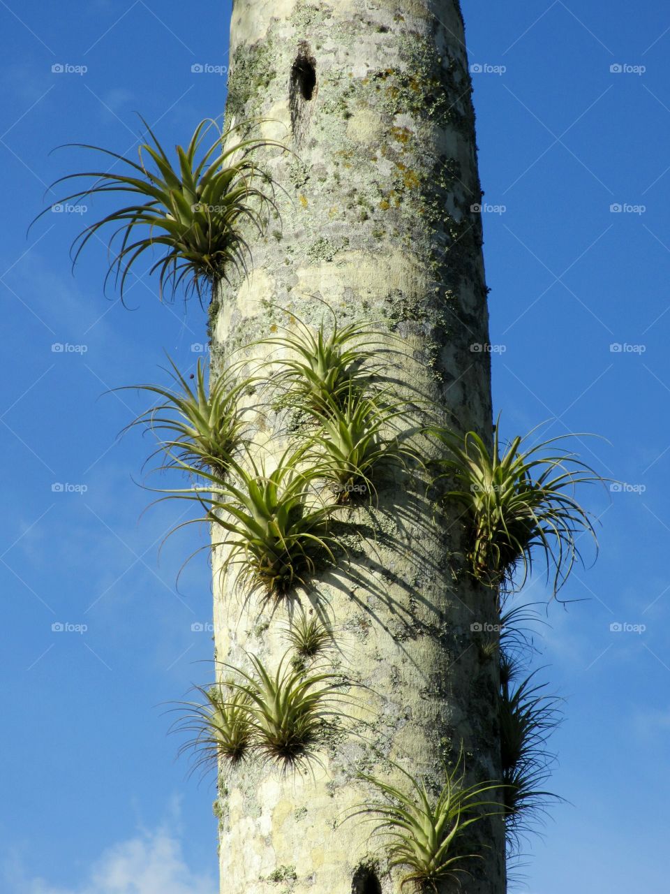 Leaves growing on tree trunk