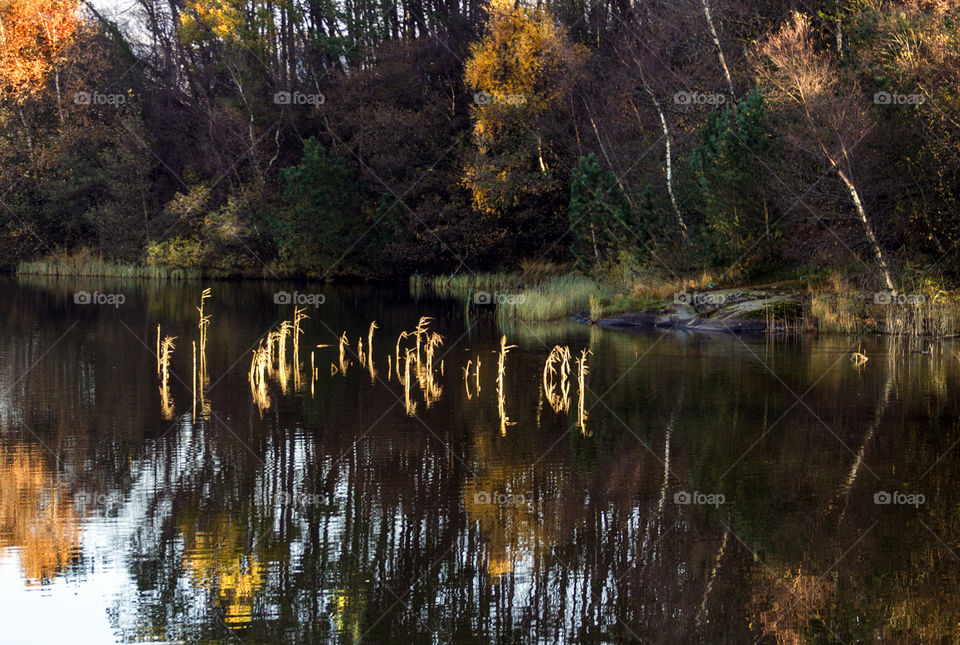 Scenic view of straws in lake