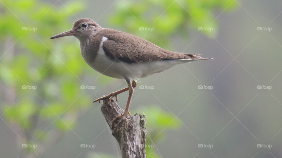 Sandpiper 