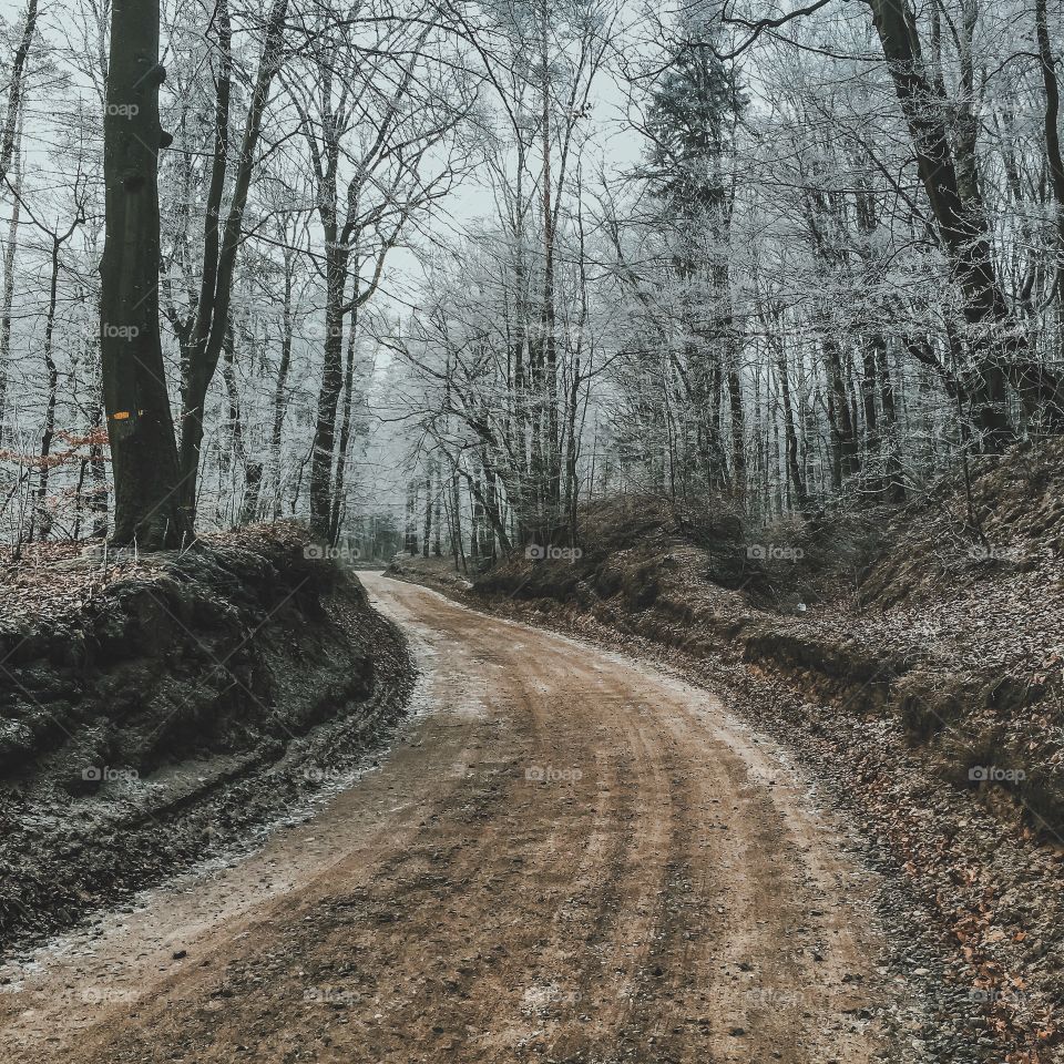 Dirt road leading to forest