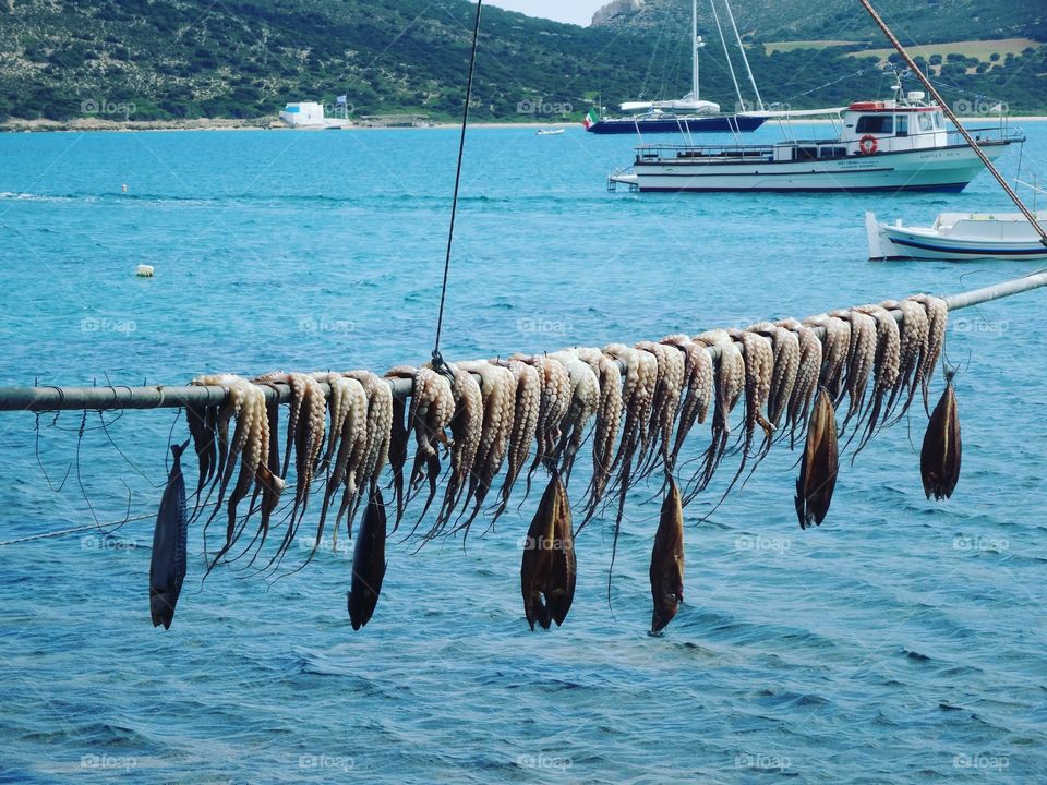 octopus in the Greek island