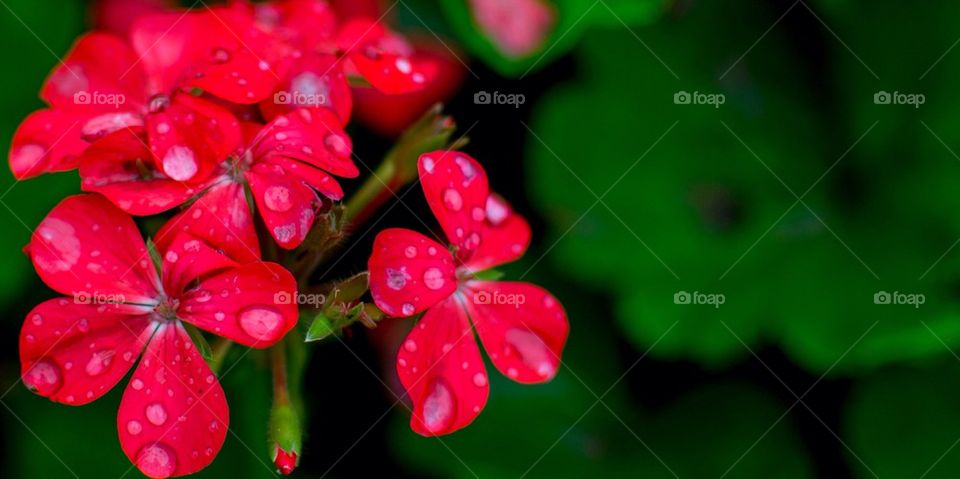 flower macro red tree by mitrabhanubal