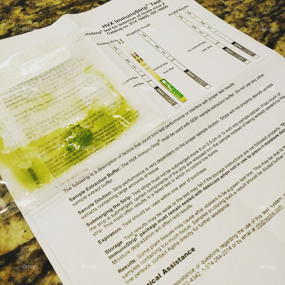 Hosta HVX test. disease in plants