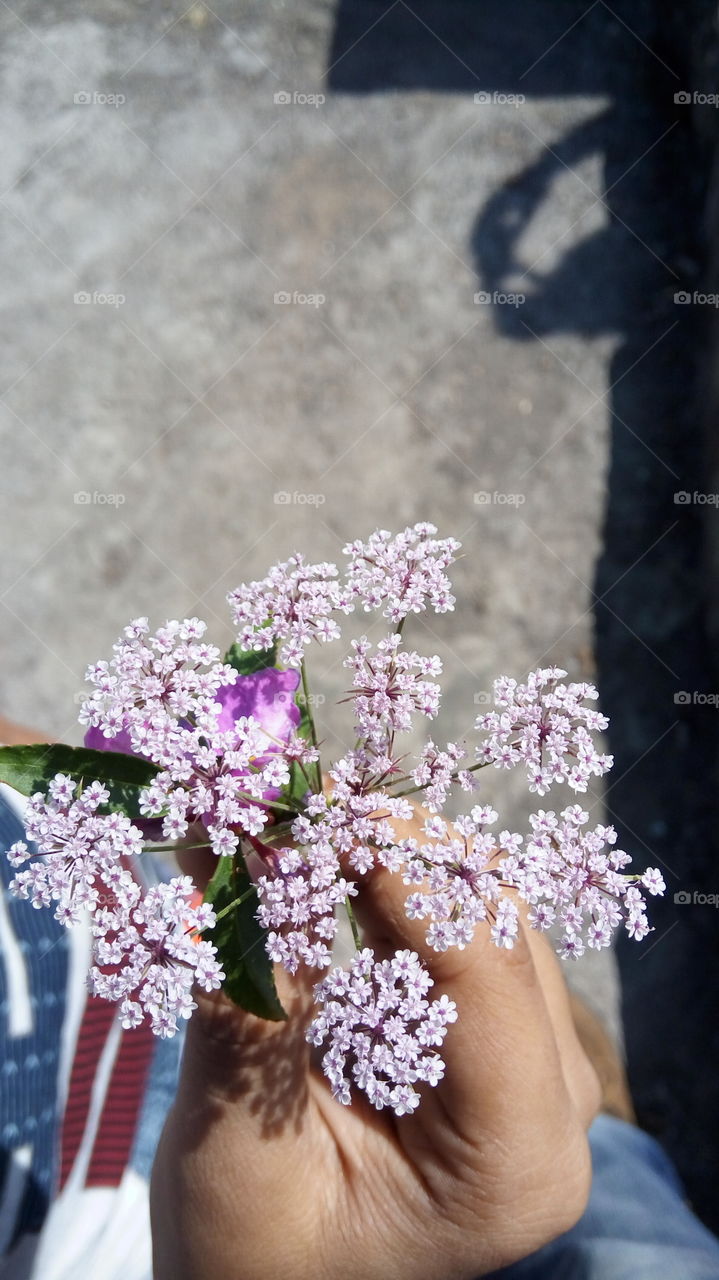 Tiny flowers in hand